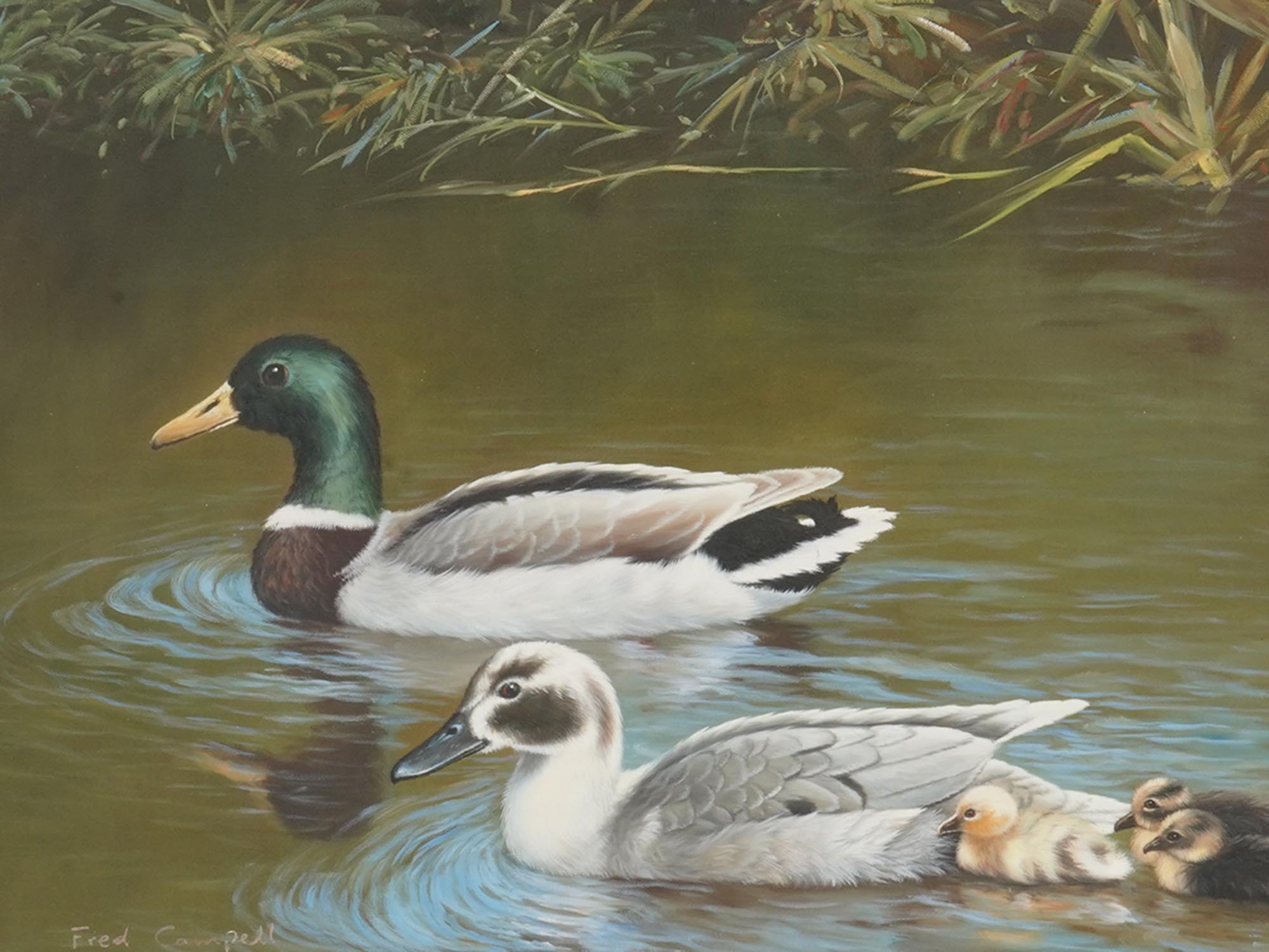 FRAMED OIL PAINTING OF DUCKS SIGNED FRED CAMPELL PIC-1